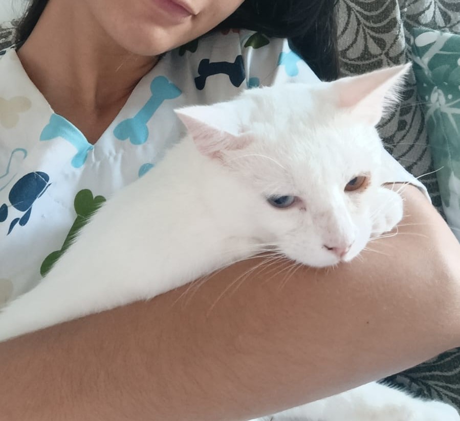Gato sendo mimado no sofá durante visita domiciliar